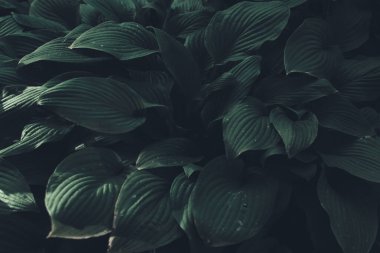 Tropik yeşil yapraklı arka plan, koyu tonlu tema. Doğayla iç içe yaşamak