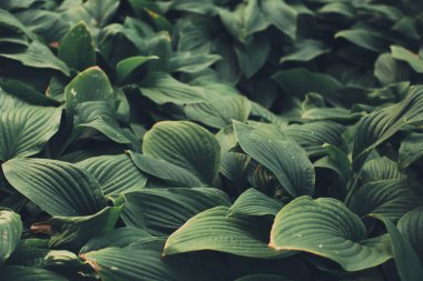 Tropik yeşil yapraklı arka plan, koyu tonlu tema. Doğayla iç içe yaşamak