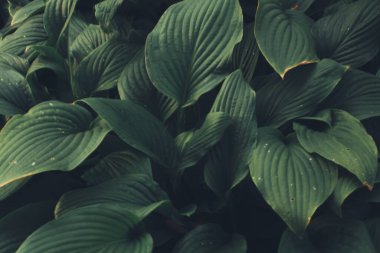 Tropik yeşil yapraklı arka plan, koyu tonlu tema. Doğayla iç içe yaşamak