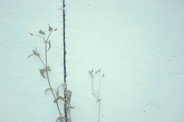 Tropik yeşil yapraklı arka plan, koyu tonlu tema. Doğayla iç içe yaşamak