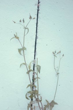 Tropik yeşil yapraklı arka plan, koyu tonlu tema. Doğayla iç içe yaşamak