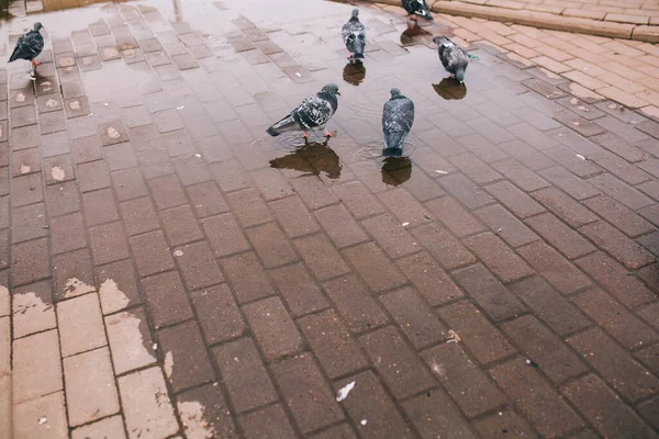 Природні Фони Кольоровий Пейзаж Птахи Природі — стокове фото