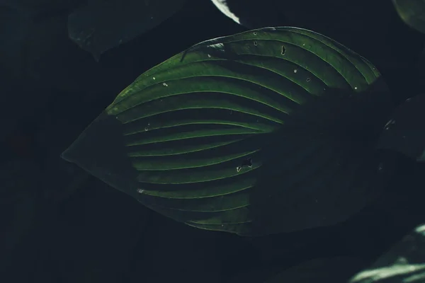 Tropical green leaf background, Dark tone theme. Living with the nature