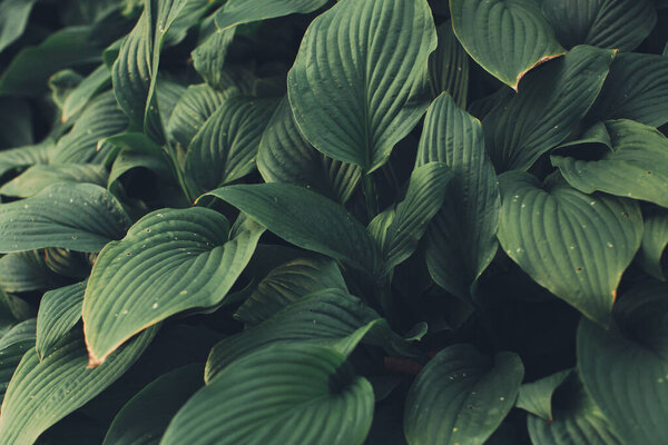 Tropical green leaf background, Dark tone theme. Living with the nature