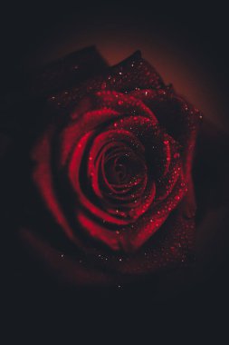 Üst manzara ve siyah arkaplanda açan güzel kırmızı gül çiçeğinin üzerindeki damlacıkların yakın plan görüntüsü. Sevgililer Günü konsepti. 