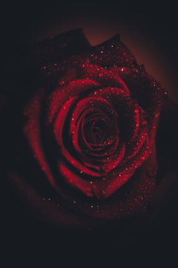 Üst manzara ve siyah arkaplanda açan güzel kırmızı gül çiçeğinin üzerindeki damlacıkların yakın plan görüntüsü. Sevgililer Günü konsepti. 