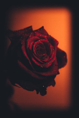 Üst manzara ve siyah arkaplanda açan güzel kırmızı gül çiçeğinin üzerindeki damlacıkların yakın plan görüntüsü. Sevgililer Günü konsepti. 