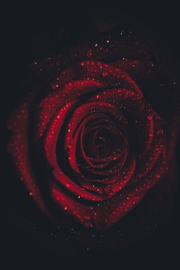 Üst manzara ve siyah arkaplanda açan güzel kırmızı gül çiçeğinin üzerindeki damlacıkların yakın plan görüntüsü. Sevgililer Günü konsepti. 