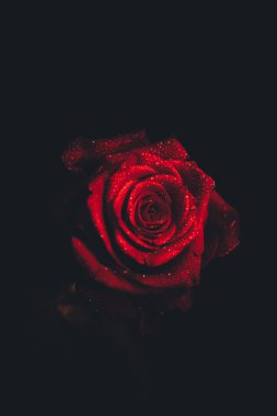 Üst manzara ve siyah arkaplanda açan güzel kırmızı gül çiçeğinin üzerindeki damlacıkların yakın plan görüntüsü. Sevgililer Günü konsepti. 