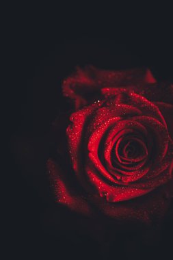 Üst manzara ve siyah arkaplanda açan güzel kırmızı gül çiçeğinin üzerindeki damlacıkların yakın plan görüntüsü. Sevgililer Günü konsepti. 