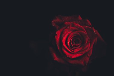 Üst manzara ve siyah arkaplanda açan güzel kırmızı gül çiçeğinin üzerindeki damlacıkların yakın plan görüntüsü. Sevgililer Günü konsepti. 