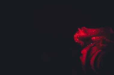 Üst manzara ve siyah arkaplanda açan güzel kırmızı gül çiçeğinin üzerindeki damlacıkların yakın plan görüntüsü. Sevgililer Günü konsepti. 