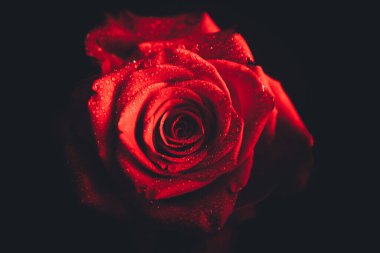 Üst manzara ve siyah arkaplanda açan güzel kırmızı gül çiçeğinin üzerindeki damlacıkların yakın plan görüntüsü. Sevgililer Günü konsepti. 