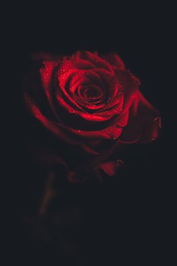 Üst manzara ve siyah arkaplanda açan güzel kırmızı gül çiçeğinin üzerindeki damlacıkların yakın plan görüntüsü. Sevgililer Günü konsepti. 