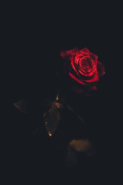Üst manzara ve siyah arkaplanda açan güzel kırmızı gül çiçeğinin üzerindeki damlacıkların yakın plan görüntüsü. Sevgililer Günü konsepti. 