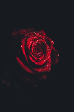 Üst manzara ve siyah arkaplanda açan güzel kırmızı gül çiçeğinin üzerindeki damlacıkların yakın plan görüntüsü. Sevgililer Günü konsepti. 