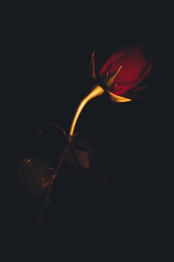 Üst manzara ve siyah arkaplanda açan güzel kırmızı gül çiçeğinin üzerindeki damlacıkların yakın plan görüntüsü. Sevgililer Günü konsepti. 