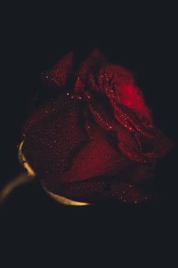 Üst manzara ve siyah arkaplanda açan güzel kırmızı gül çiçeğinin üzerindeki damlacıkların yakın plan görüntüsü. Sevgililer Günü konsepti. 