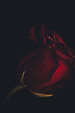 Üst manzara ve siyah arkaplanda açan güzel kırmızı gül çiçeğinin üzerindeki damlacıkların yakın plan görüntüsü. Sevgililer Günü konsepti. 