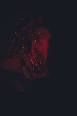 Üst manzara ve siyah arkaplanda açan güzel kırmızı gül çiçeğinin üzerindeki damlacıkların yakın plan görüntüsü. Sevgililer Günü konsepti. 