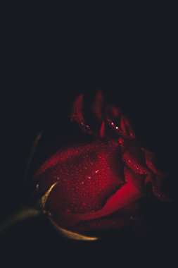 Üst manzara ve siyah arkaplanda açan güzel kırmızı gül çiçeğinin üzerindeki damlacıkların yakın plan görüntüsü. Sevgililer Günü konsepti. 
