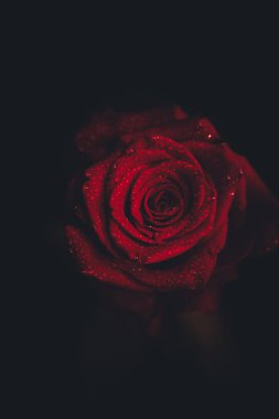 Üst manzara ve siyah arkaplanda açan güzel kırmızı gül çiçeğinin üzerindeki damlacıkların yakın plan görüntüsü. Sevgililer Günü konsepti. 