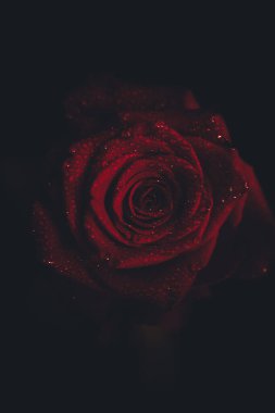 Üst manzara ve siyah arkaplanda açan güzel kırmızı gül çiçeğinin üzerindeki damlacıkların yakın plan görüntüsü. Sevgililer Günü konsepti. 
