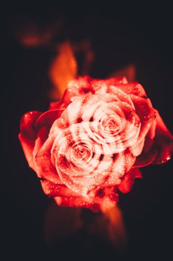 Üst manzara ve siyah arkaplanda açan güzel kırmızı gül çiçeğinin üzerindeki damlacıkların yakın plan görüntüsü. Sevgililer Günü konsepti. 