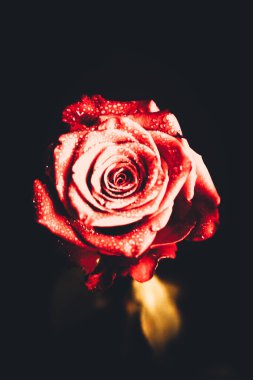 Üst manzara ve siyah arkaplanda açan güzel kırmızı gül çiçeğinin üzerindeki damlacıkların yakın plan görüntüsü. Sevgililer Günü konsepti. 