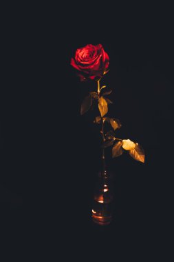 Üst manzara ve siyah arkaplanda açan güzel kırmızı gül çiçeğinin üzerindeki damlacıkların yakın plan görüntüsü. Sevgililer Günü konsepti. 