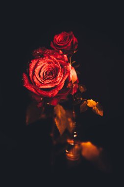 Üst manzara ve siyah arkaplanda açan güzel kırmızı gül çiçeğinin üzerindeki damlacıkların yakın plan görüntüsü. Sevgililer Günü konsepti. 