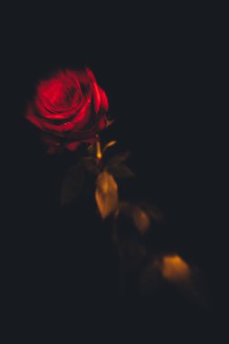 Üst manzara ve siyah arkaplanda açan güzel kırmızı gül çiçeğinin üzerindeki damlacıkların yakın plan görüntüsü. Sevgililer Günü konsepti. 