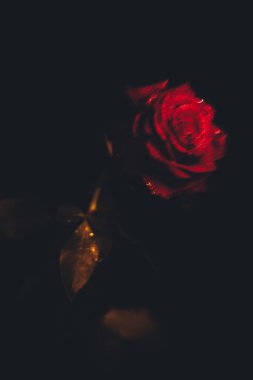 Üst manzara ve siyah arkaplanda açan güzel kırmızı gül çiçeğinin üzerindeki damlacıkların yakın plan görüntüsü. Sevgililer Günü konsepti. 