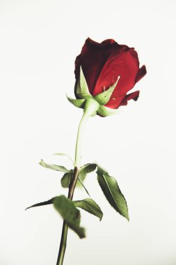 Beyaz arka planda güzel kırmızı gül çiçeği, yakın plan, renkli makro fotoğraf. Sevgililer Günü konsepti.
