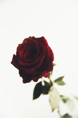 Beyaz arka planda güzel kırmızı gül çiçeği, yakın plan, renkli makro fotoğraf. Sevgililer Günü konsepti.