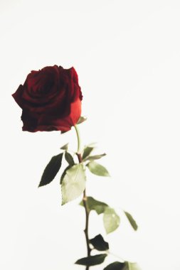 Beyaz arka planda güzel kırmızı gül çiçeği, yakın plan, renkli makro fotoğraf. Sevgililer Günü konsepti.