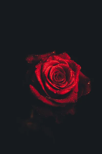 Üst Manzara Siyah Arkaplanda Açan Güzel Kırmızı Gül Çiçeğinin Üzerindeki — Stok fotoğraf