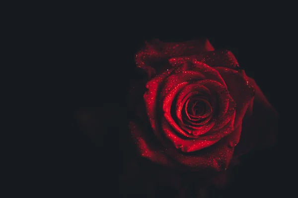 Top View Zbliżenie Obraz Kropelek Pięknym Kwitnącym Czerwonym Kwiatem Róży — Zdjęcie stockowe