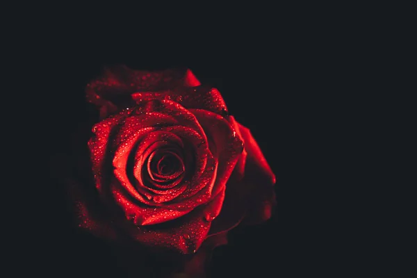 在黑色背景的美丽绽放的红玫瑰花上 滴滴的图像尽收眼底 情人节的概念 — 图库照片