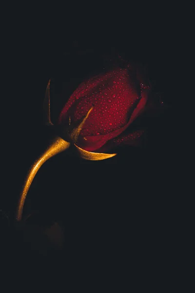 Κάτοψη Και Γκρο Πλαν Εικόνα Σταγονιδίων Όμορφο Ανθισμένο Κόκκινο Τριαντάφυλλο — Φωτογραφία Αρχείου