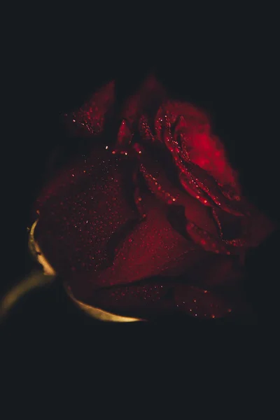 Horní Pohled Detailní Záběr Kapek Krásném Kvetoucím Červeném Květu Růže — Stock fotografie