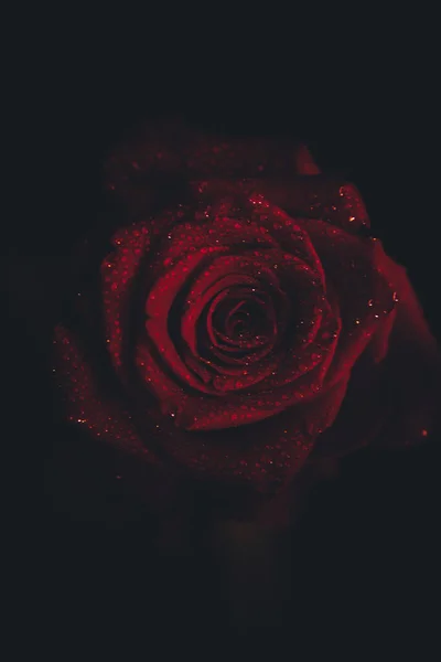 Κάτοψη Και Γκρο Πλαν Εικόνα Σταγονιδίων Όμορφο Ανθισμένο Κόκκινο Τριαντάφυλλο — Φωτογραφία Αρχείου