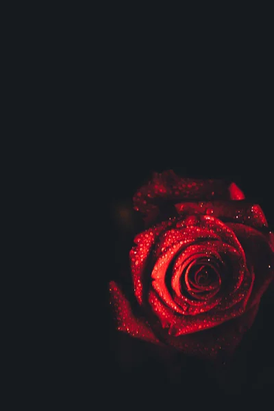 Draufsicht Und Nahaufnahme Von Tröpfchen Auf Wunderschönen Blühenden Roten Rosenblüten — Stockfoto