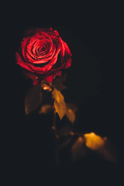 Top View Közeli Kép Cseppek Gyönyörű Virágzó Vörös Rózsa Virág — Stock Fotó
