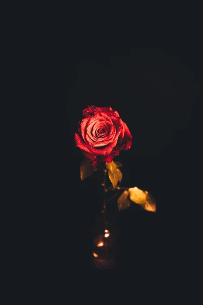 Вид Сверху Крупным Планом Капель Красивом Цветущем Красном Цветке Розы — стоковое фото