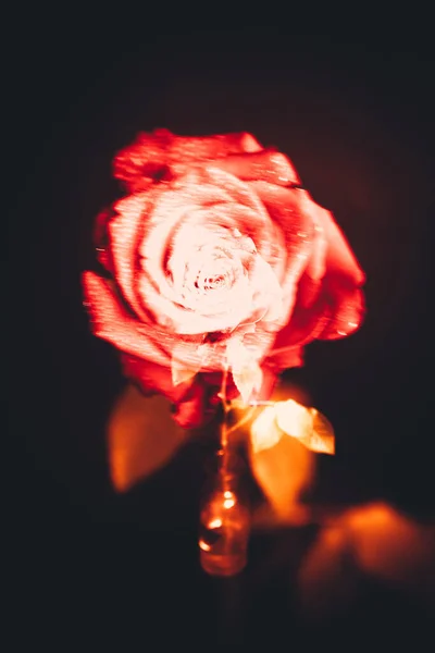 Top View Close Image Droplets Beautiful Blooming Red Rose Flower — Stock Photo, Image