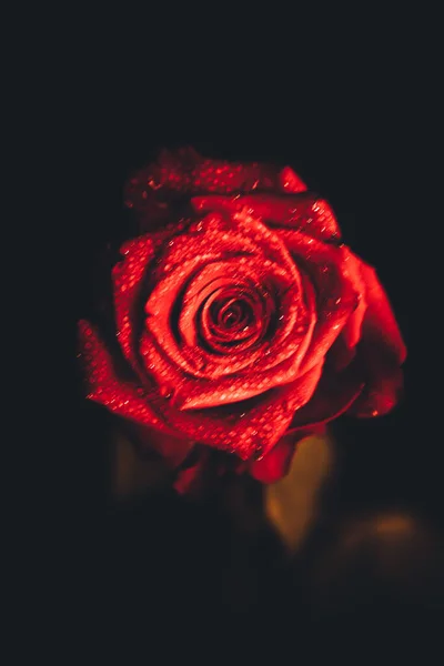 Top View Imagem Close Gotículas Flor Rosa Vermelha Bonita Florescendo — Fotografia de Stock