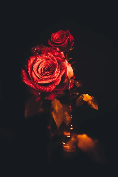 Top View Close Afbeelding Van Druppels Mooie Bloeiende Rode Roos — Stockfoto