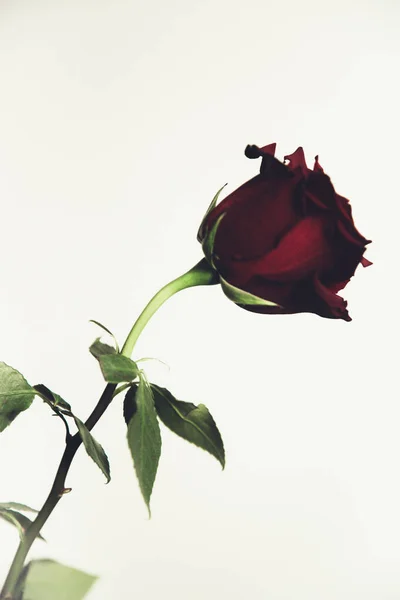 白い背景に美しい赤いバラの花を咲かせ クローズアップ カラーマクロ写真 バレンタインデーのコンセプト — ストック写真