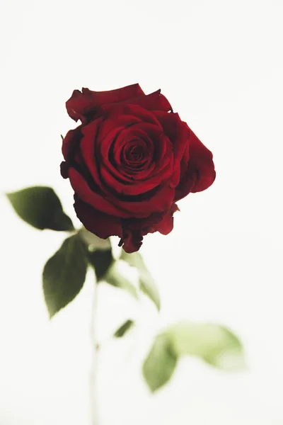 Цветет Цветок Красной Розы Белом Фоне Крупным Планом Цветное Макрофото — стоковое фото